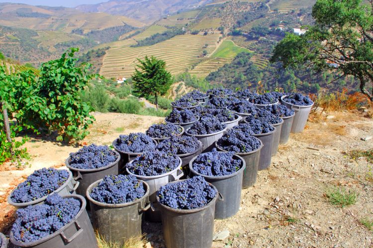Récolte du raison dans le Douro