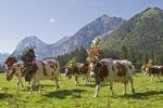 Le Tyrol et le retour des troupeaux