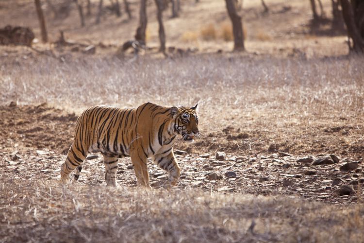 Tigre dans le parc national de Ranthambore