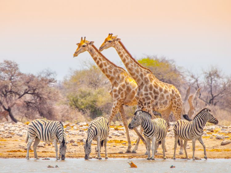 Parc National d'Etosha
