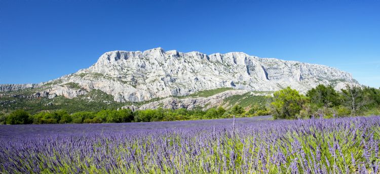 Mount sainte Victoire and lavender