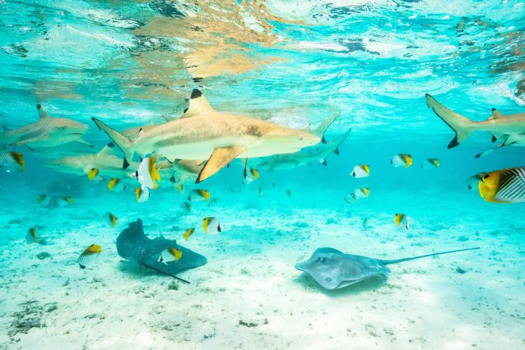 Poissons du lagon de Bora-Bora