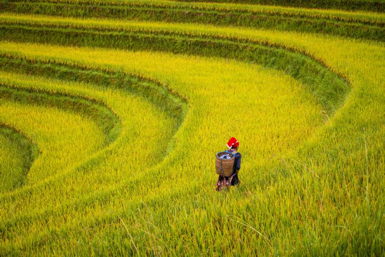 Une Dao Rouge dans une rizière de Ta Phan