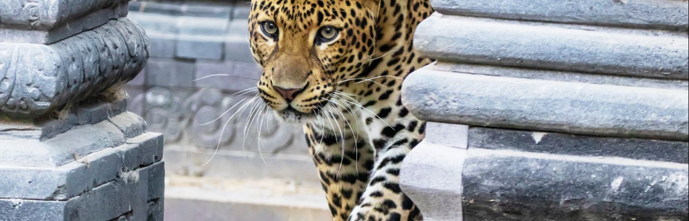 Léopard à Pairi Daiza