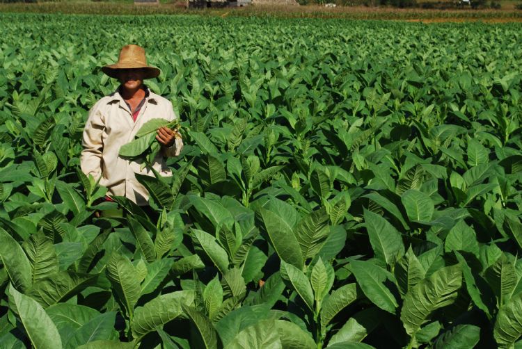 Cueilleur de tabac à Cuba